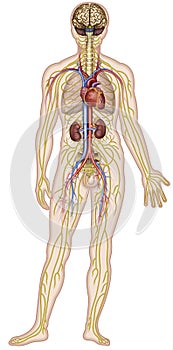 Nervous and circulatory systems of the human body illustration of a human figure