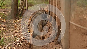 Nervous Cub Wolf, Canis Lupus, Gray Wolf, Grey Wolf Running Outdoors In Autumn Day. Puppy Wolf in aviary zoo