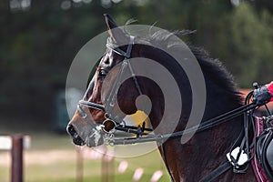 Nervous dark sorrel horse waiting start of eventing competition