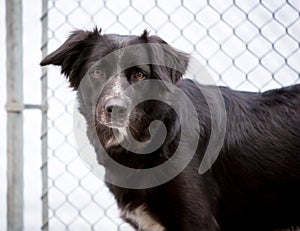 A nervous dog in an animal shelter
