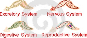 Nervous, Reproductive, Digestive and Excretory system of planaria flatworm
