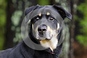 Rottweiler Shepherd mixed breed dog, pet rescue adoption photography