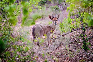 Nervous steenbok in the forest