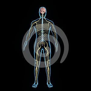 Nervous system