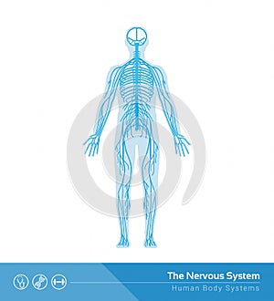 The nervous system