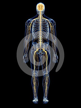 The nervous system