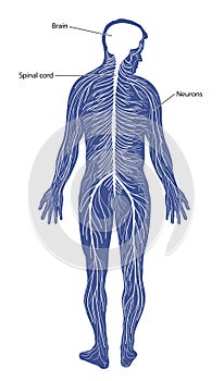 Nervous system