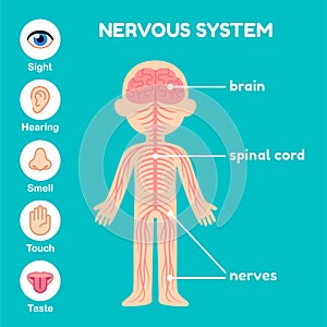 Nervous system anatomy for children