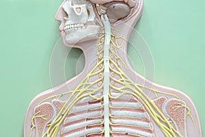 Nervous system photo