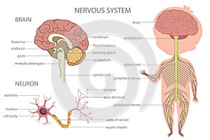 Nervous system. Biology education banner for kids.