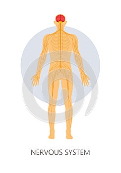 Nervous system brain and nerve endings isolated anatomy