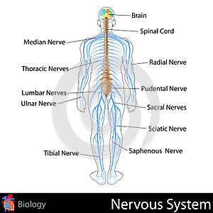 Nervous System photo