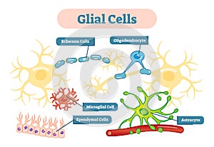 Nervous system Glial cells vector illustration schematic diagram.