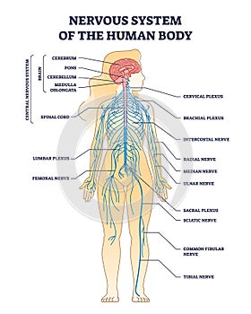 Nervous system of human body with nerve network anatomy outline diagram
