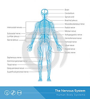 The nervous system photo