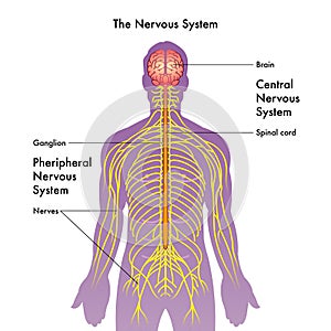Nervózní systém ilustrace 