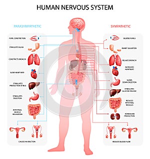 Nervous System Realistic Chart