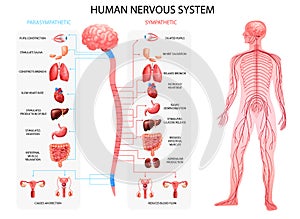 Nervous System Realistic Chart