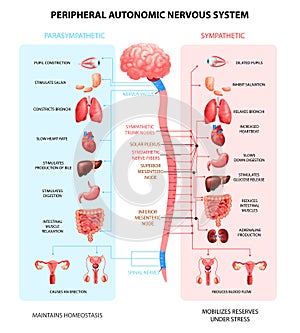 Nervous System Realistic Chart photo