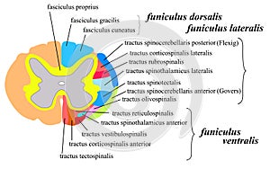 Nervous system: the spinal cord white matter