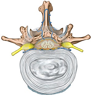 1 Human skeletal and nervous system photo