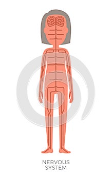 Nervous System Woman Anatomy Vector Illustration