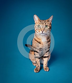 Nervous Tabby cat sitting on a blue background