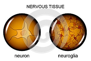 Nervous tissue. neuron and neuroglia