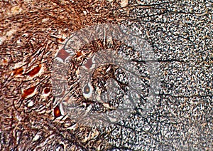 Nervous tissue under a microscope photo