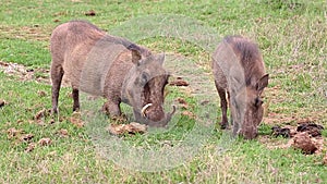 Nervous Warthogs Grazing on Green Grass