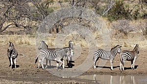 Nervous zebra by the water hole.