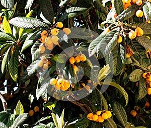 Nespera, Loquat Or Medlar Tree With Fruit
