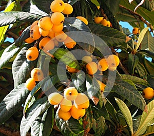 Nespera, Loquat Or Medlar Tree With Fruit