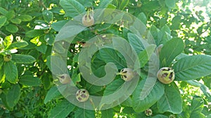 Mespilus germanica. Winter fruits. Nespolo europeo