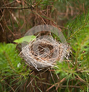 Nest