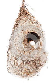 Nest