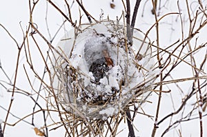 Nest abandoned in the winter forest