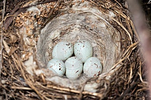 Nest of the Acanthis cannabina.