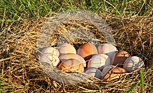 Nest Of All Natural Brown, Pink, And Speckled Chicken Eggs In Open, Grassy Field On A Farm In The Mountains Of South West Virginia