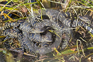 Nest of Alligator Hatchlings