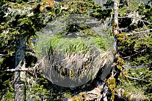 Nest of American Bald Eagle in Southeast Alaska