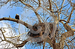 Nest of American bald eagles with an eagle on nearby branch