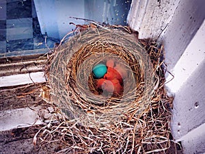 A nest of American robin new born babies