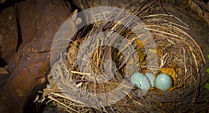 Nest of American sparrow with two blue eggs inside