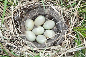 Nest of the Anas platyrhynchos.