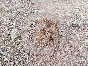 Nest for ants on earth surface