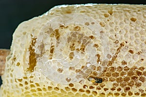 Nest of apis florea