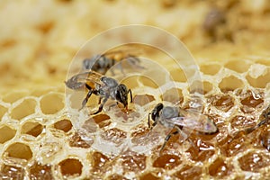 Nest of apis florea