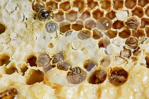 Nest of apis florea frozen in some parts