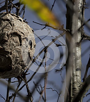 The Nest of the Asian Predatory Wasp, a danger and invasive specie.
